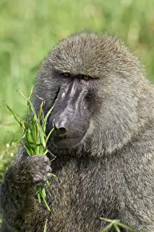 Serengeti Prints: Olive baboon (Papio cynocephalus anubis) eating grass, Serengeti National Park