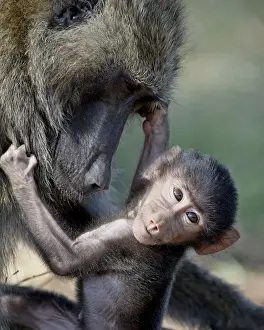 Olive baboon (Papio cynocephalus anubis) mother and infant, Samburu National Reserve
