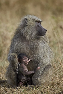 Nurture Prints: Olive baboon (Papio cynocephalus anubis) nursing