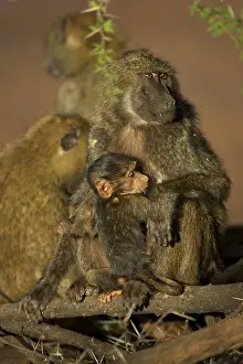 Olive baboon (Papio cynocephalus anubis) nursing young