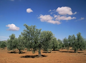 Ronda Prints: Olive grove near Ronda