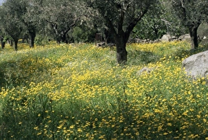 Lesbos Prints: Olive grove with wild flowers