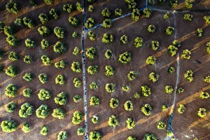 Olive Tree Prints: Olive groves from above, aerial view, Apulia, Italy, Europe