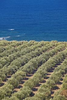 Grove Prints: Olive groves, Chania, Crete, Greek Islands, Greece, Europe