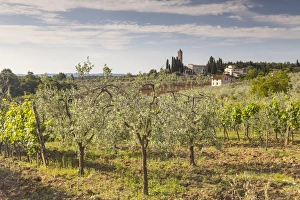 Olive Grove Prints: Olive groves near to Tavarnelle, Tuscany, Italy, Europe