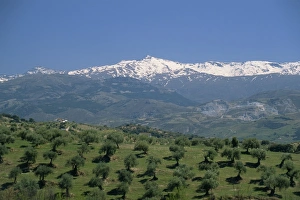 Grove Prints: Olive groves with snow-capped Sierra Nevada beyond