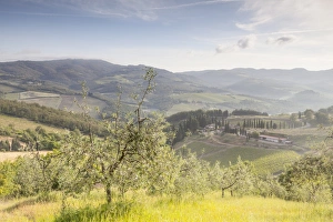 Chianti Prints: Olive groves and vineyards near to Radda in Chianti, Tuscany, Italy, Europe