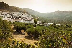 Olive groves, Zuheros, near Cordoba, Andalucia, Spain, Europe