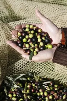 Olive picking, Italy, Europe