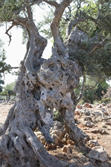 Olive tree