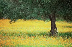 Images Dated 27th January 2000: Olive tree in field of wild flowers