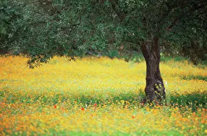 Moroccan Gallery: Olive tree in field of wild flowers