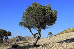 Isolated Prints: Olive tree in semi desert area near Rodalquilar