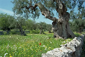 Grove Prints: Olive trees