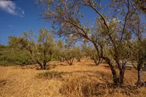 Organic Prints: Olive trees display in a landscape near Piskopiano village under the blue sky of Crete in Greece