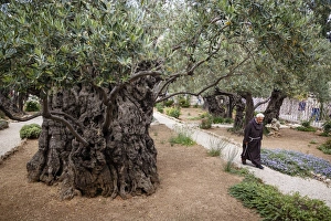 Olea Europaea Prints: Olive trees in the Garden of Gethsemane, Jerusalem, Israel, Middle East