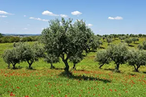 Alentejo Prints: Olive trees grow in a meadow of blooming poppies in the Alentejo region of Portugal during spring under a clear blue