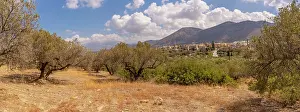 Crete Prints: Olive trees grow near a village in Crete with mountains and clouds in the background