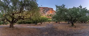 Grove Prints: Olive trees and mountain view near Piskopiano village in Crete during daytime hours in Greece