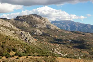 Incredible Prints: Olive trees near village of Aldea de Guaro