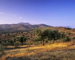 Images Dated 20th September 2008: Olive trees at sunset, Ardales, Province Malaga, Andalusia, Spain, Europe