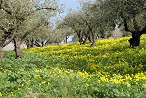 Crete Prints: Olive trees with wild flowers beneath