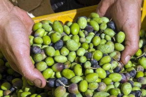 Harvesting Prints: Olives, Italy, Europe