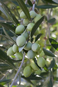 Green Colour Prints: Olives, Samos, Aegean Islands, Greece