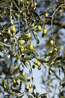 Images Dated 10th November 2006: Olives, San Gimignano, Tuscany, Italy, Europe