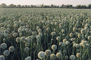 Onion fields in Gujarat State