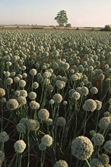 Vegetables Prints: Onion fields, Gujarat state, India, Asia