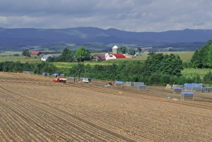 Onion fields near Furano
