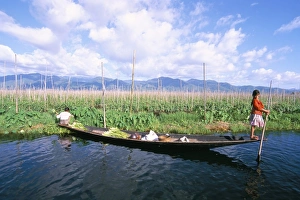 Burmese Prints: Onion floating fields, Inle Lake, Shan State, Myanmar (Burma), Asia