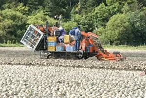 Images Dated 30th September 2009: Onion harvest in Furano valley, central Hokkaido, Japan, Asia