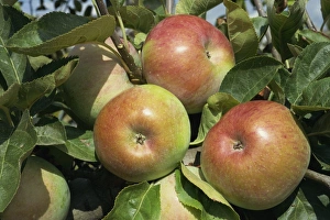 Apple Tree Prints: Ontario apples, Potager du Roi, Chateau de Versailles, France, Europe