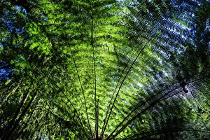 Oparara Basin, Karamea, West Coast, South Island, New Zealand, Pacific