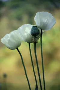 Poppies Prints: Opium poppies