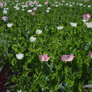 Poppies Prints: Opium poppies in bloom, India, Asia
