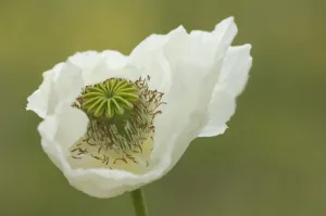 Stem Prints: Opium poppy (Papaver somniferum), Turkey, Asia Minor, Eurasia