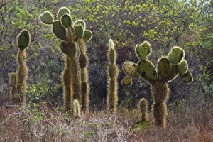 Santa Cruz Island Prints: Opuntia cactus, Opuntia echios
