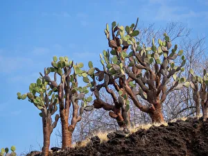 Santiago Island Prints: Opuntia Cactus (Opuntia galapageia)