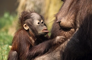 Netherland Prints: Orang-Utan