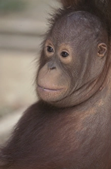 Baby Animals Prints: Orang-utan baby, Borneo, Southeast Asia, Asia