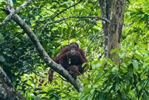 Images Dated 10th July 2009: Orang-Utan (Pongo pygmaeus), Semenggoh Nature Reserve, Sarawak, Malaysian Borneo, Malaysia