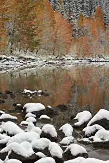 Colorado Prints: Orange aspens in the fall with snow at a lake
