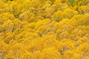 Orange autumn trees on the Lewis Pass, Canterbury Region, South Island, New Zealand, Pacific