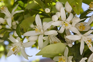 Orange blossom, Seville, Andalucia, Spain, Europe