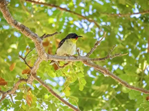 Nature Lovers Prints: Orange-breasted myzomela (Myzomela jugularis)