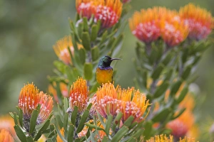 Sunbird Prints: Orange-breasted sunbird