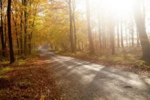 Discover Prints: Orange brown beech tree with autumn leaves